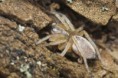 /album/clubionidae/clubiona-sp-r1-jpg/